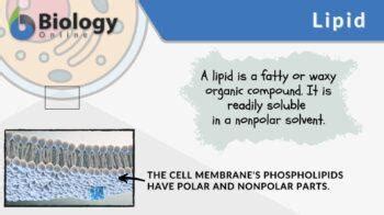 Lipid - Definition and Examples - Biology Online Dictionary