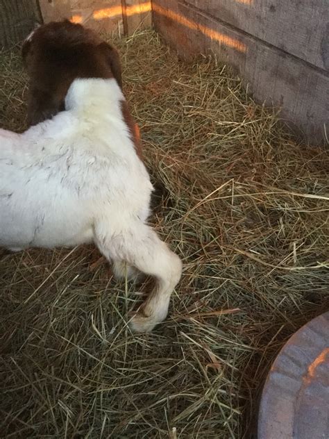 Deformed Doeling Help! | The Goat Spot Forum