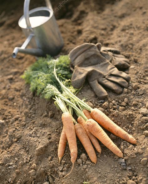 Organic carrots - Stock Image - E768/0235 - Science Photo Library