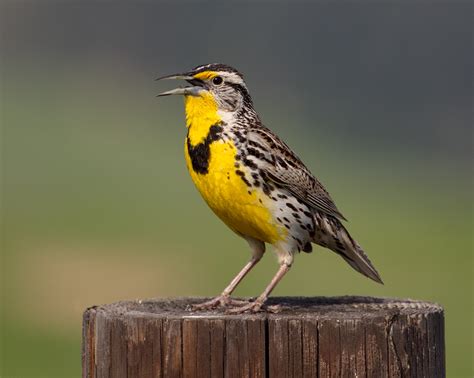 Western Meadowlark | San Diego Bird Spot