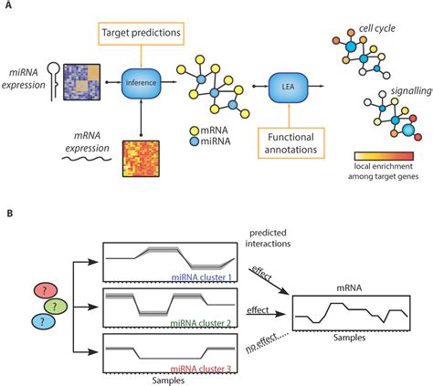 IJMS | Free Full-Text | MicroRNA-Target Network Inference and Local Network Enrichment Analysis ...