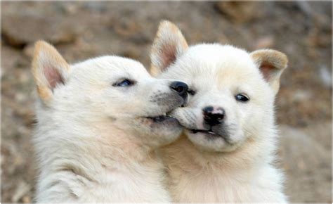 Korean Jindo - Facts, Pictures, Puppies, Personality, Price, Breeders | Animals Breeds