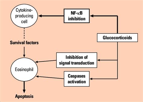 Effects of glucocorticoids in eosinophilic inflammation. 114 | Download Scientific Diagram