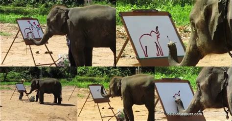 Suda: Meet the elephant that paints pictures using its trunk - GhPage