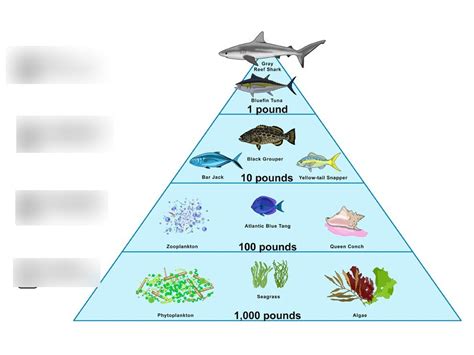 Arctic Tundra Food Pyramid