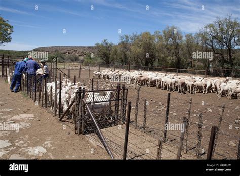 Sheep Farming, The Karoo, South Africa Stock Photo - Alamy