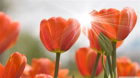 Orange tulips hd wallpaper | 2560x1440 | #31240