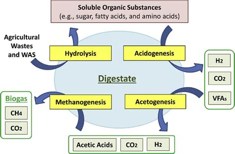 Process-wise stages of biogas production, including hydrolysis,... | Download Scientific Diagram