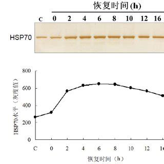 Hsp70 family in the renal inflammatory response. A representative... | Download Scientific Diagram