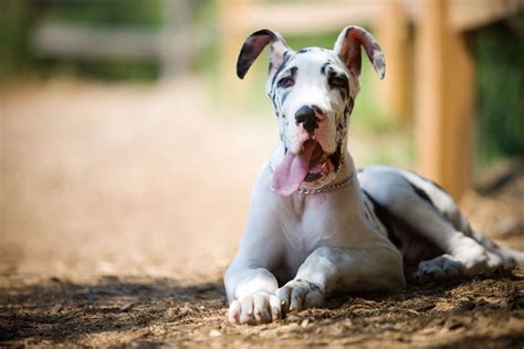 10 Strongest Dog Breeds for Getting Work Done