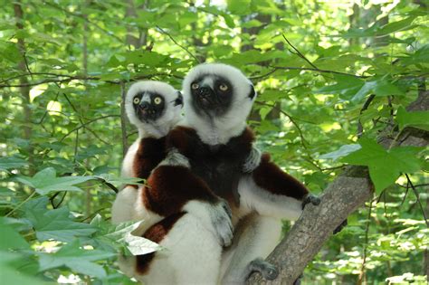 Help Expand Forest Areas for Endangered Lemurs - GlobalGiving