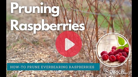 Pruning Raspberries - Everbearing Raspberries - YouTube