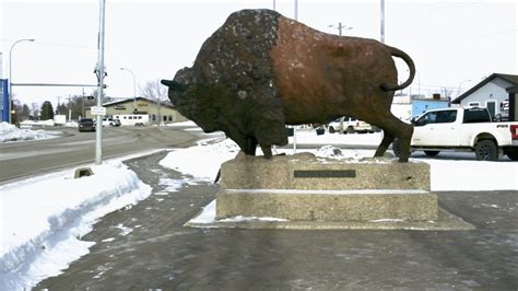 Canada’s Largest Buffalo (bison)