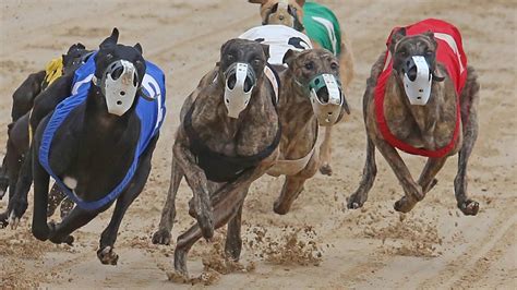 The Cruelty of Greyhound Dog Racing