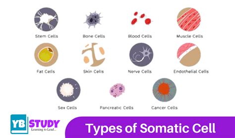 Somatic cell : Defination, Types, Examples, Functions - YB Study