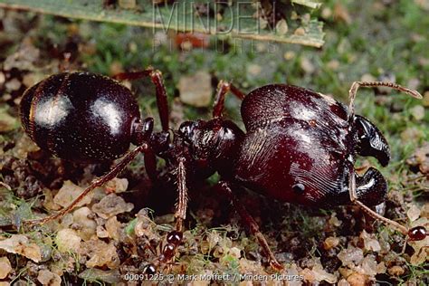 Marauder Ant stock photo - Minden Pictures