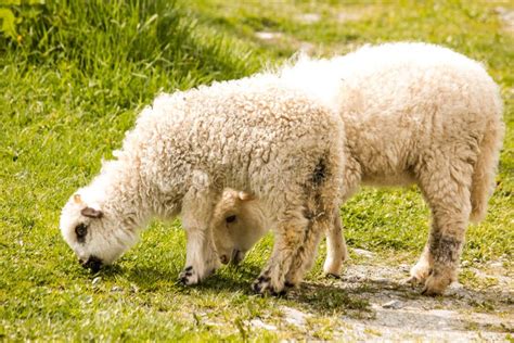 Spring Lambs stock image. Image of innocence, trees, springtime - 19401277