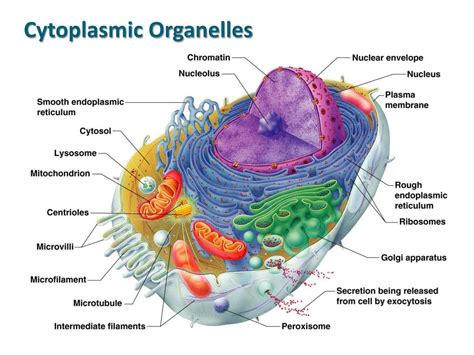 PPT - Cells and Tissues – Part I Cell Structures PowerPoint Presentation - ID:2246807