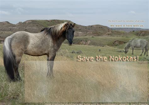 Nokota Horse by reve1 on DeviantArt