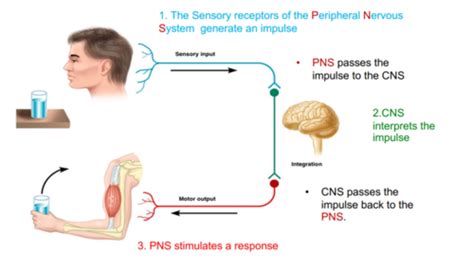 Sensory transduction Flashcards | Quizlet