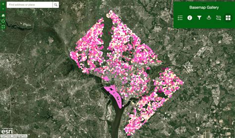 DC Cherry Blossom Festival Guide & Map [2024]