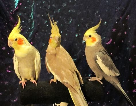 Cockatiels on Blue 1 by Windthin on DeviantArt