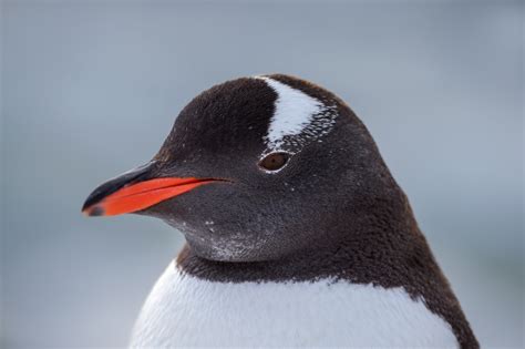 Gentoo Penguin Closeup In Antarctica Fine Art Photo Print | Photos by ...