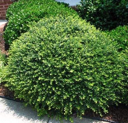 Japanese Holly Shrubs – maluicenterwed.com