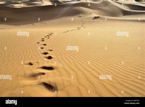 footprints in the sand dunes, Thar Desert Stock Photo - Alamy