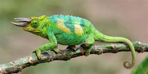 Jackson's Chameleon | Care Center | Galápagos Reptile Gear