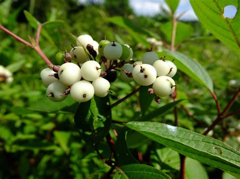 Cornus sericea (Cornaceae) image 79457 at PhytoImages.siu.edu