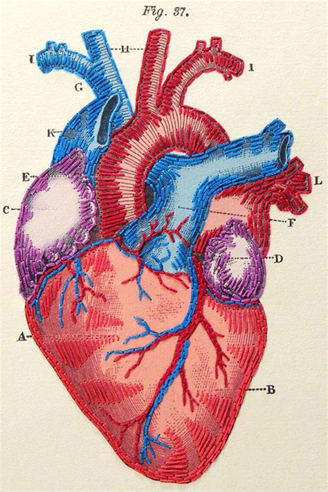 Anatomical Heart Drawing - Drawing.rjuuc.edu.np