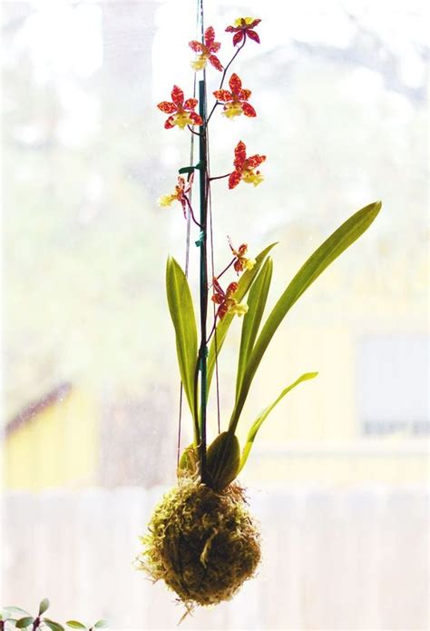 44 Perfect Hanging Orchids Ideas For Decorating House | Hanging orchids, Hanging orchids ideas ...