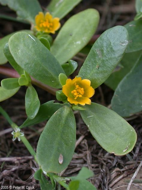 Portulaca oleracea (Common Purslane): Minnesota Wildflowers