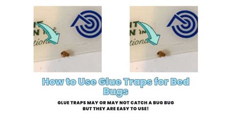 How to Use Glue Traps for Bed Bugs: Do They Really Work?