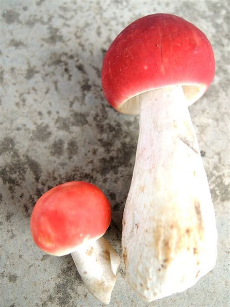 Edible red mushroom | Jiaoling, China 蕉嶺 (ya, i ate, and sti… | Flickr - Photo Sharing!