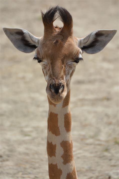 Free Images : animal, wildlife, zoo, mammal, fauna, giraffe, neck, vertebrate, safari ...