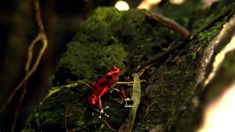 Strawberry Poison Red Dart Frog in its Natural Habitat in the Caribbean ...