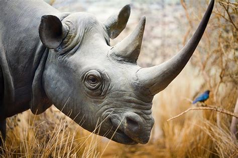 HD wallpaper: selective focus animal photography of rhinoceros, rhino, Los Angeles | Wallpaper Flare