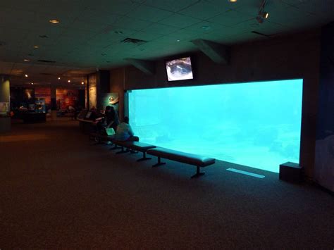 Beluga Whale Exhibit - Underwater Viewing Area - ZooChat