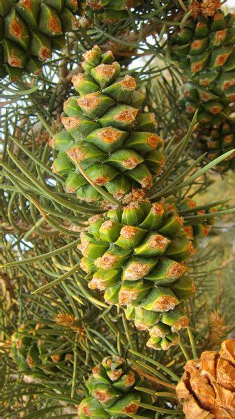 How to Harvest Pinon Pine Nuts | Edible wild plants, Wild edibles