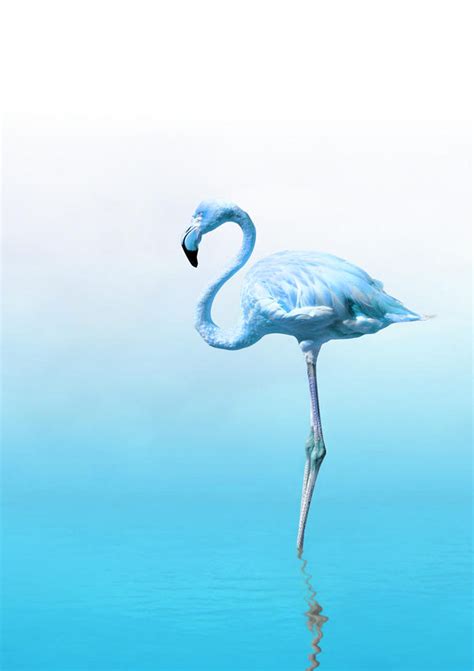 Flamingo Print Blue Wall Art Prints Flamingo Decor Blue - Etsy