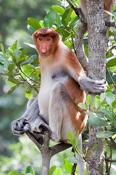 2,500+ Proboscis Monkey Habitat Stock Photos, Pictures & Royalty-Free ...