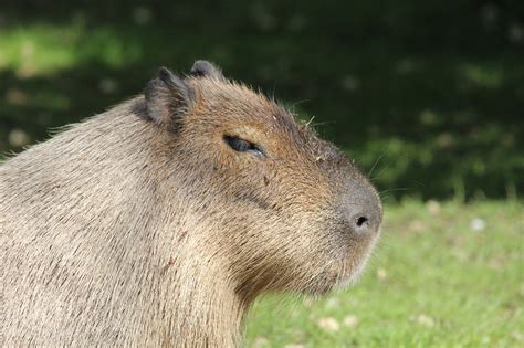 Download free photo of Capybara,rodent,hydrochoerus hydrochaeris,nager,caviidae - from needpix.com