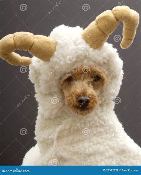 Ram Dog stock photo. Image of animal, cute, canine, wildlife - 25322378