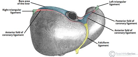 The Liver - Lobes - Ligaments - Vasculature - TeachMeAnatomy