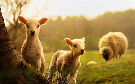 Sheep, Lamb HD wallpaper | Pxfuel