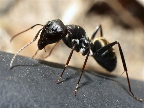 Signs of Carpenter Ants: How to Get Rid of Carpenter Ants