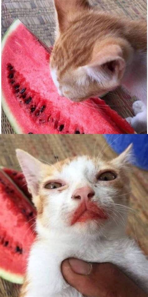 This cat eats watermelons - Funny | Funny cat pictures, Sneaky cat, Cat memes