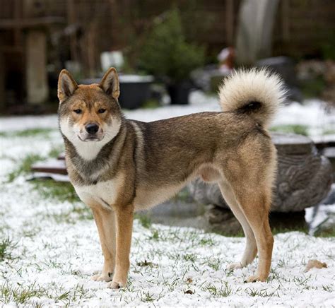 Appearance | Shikoku Ken kennel Kasatori Sou | 四国犬